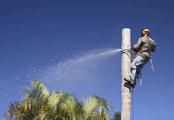 Best Tree Health Inspection  in Royal Palm Estates, FL