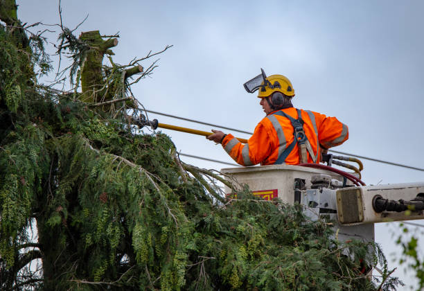 Best Tree Risk Assessment  in Royal Palm Estates, FL