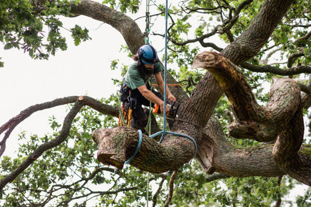 Best Storm Damage Tree Cleanup  in Royal Palm Estates, FL