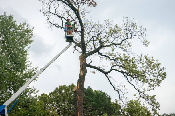 Best Tree Trimming and Pruning  in Royal Palm Estates, FL