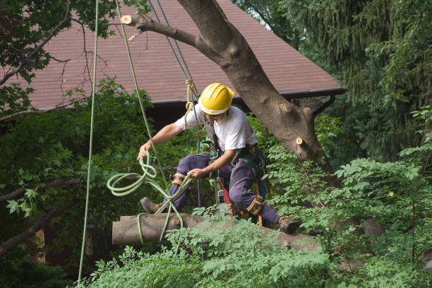 Best Arborist Consultation Services  in Royal Palm Estates, FL