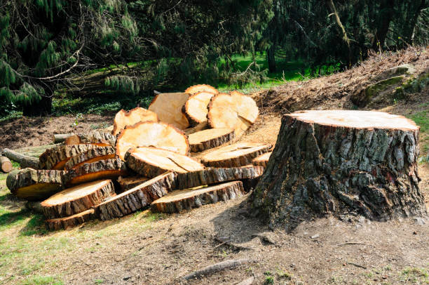 Best Hazardous Tree Removal  in Royal Palm Estates, FL